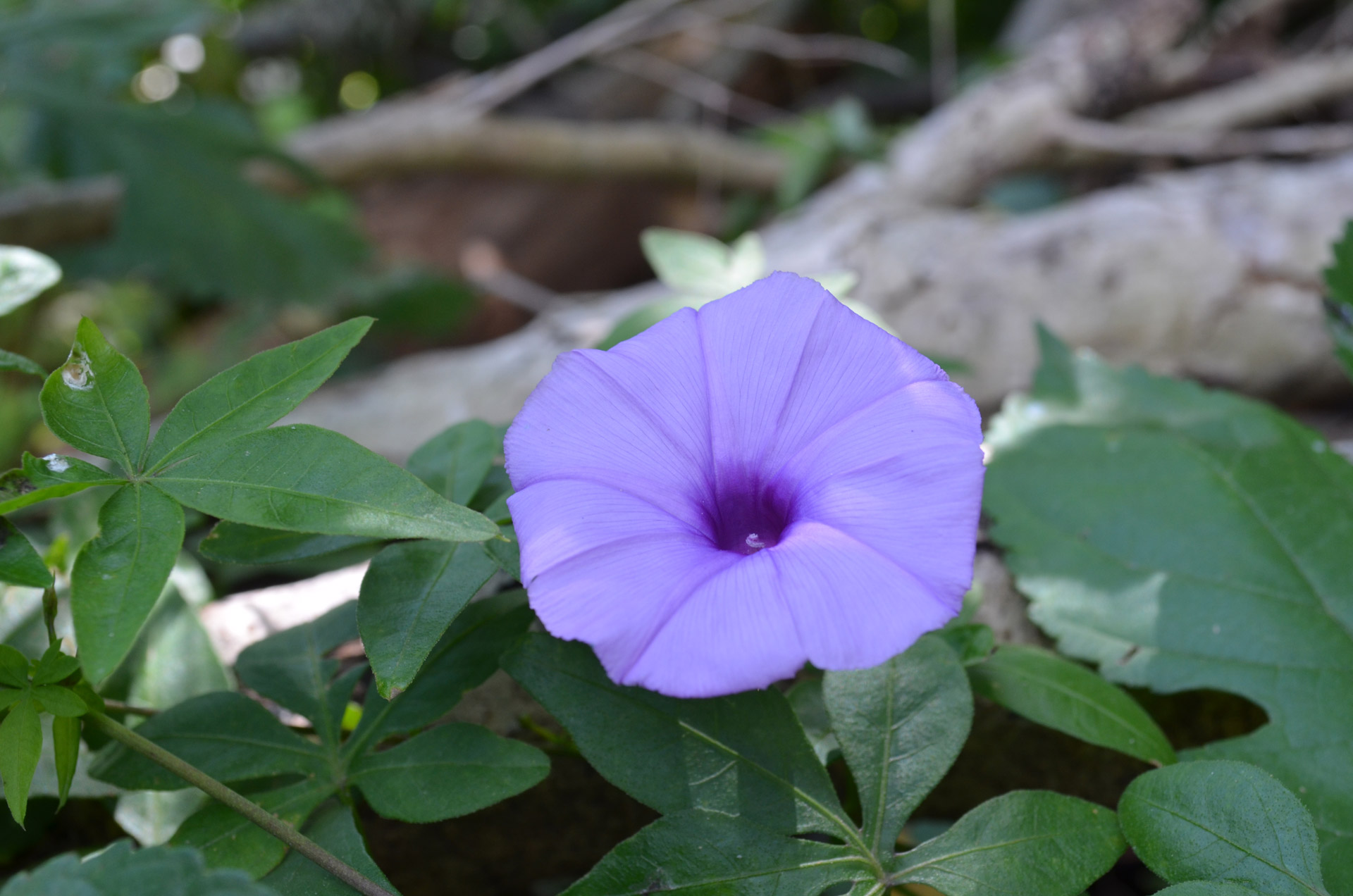 flower rock flower rock free photo