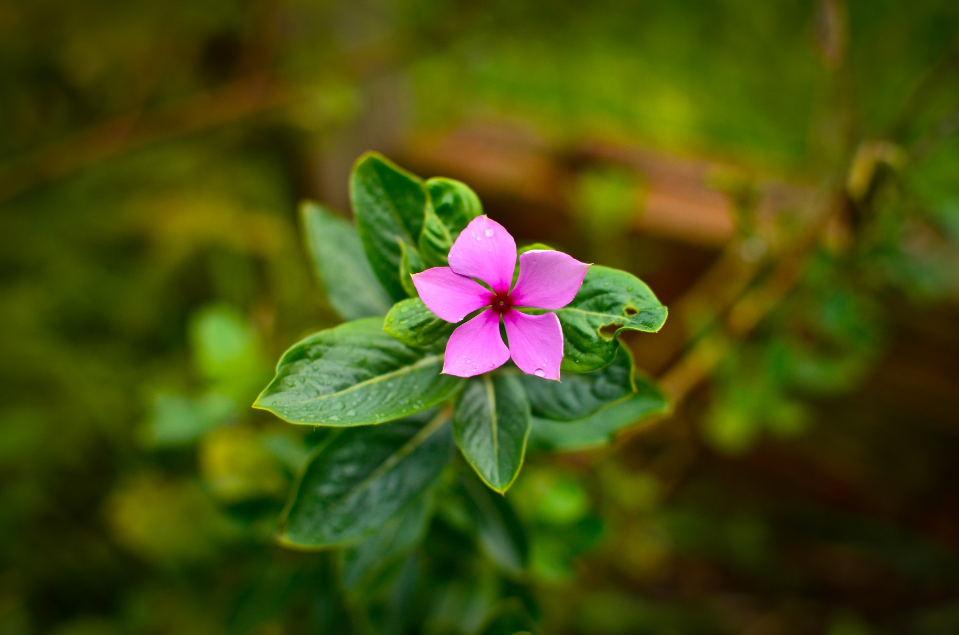 pink flower pink flower free photo