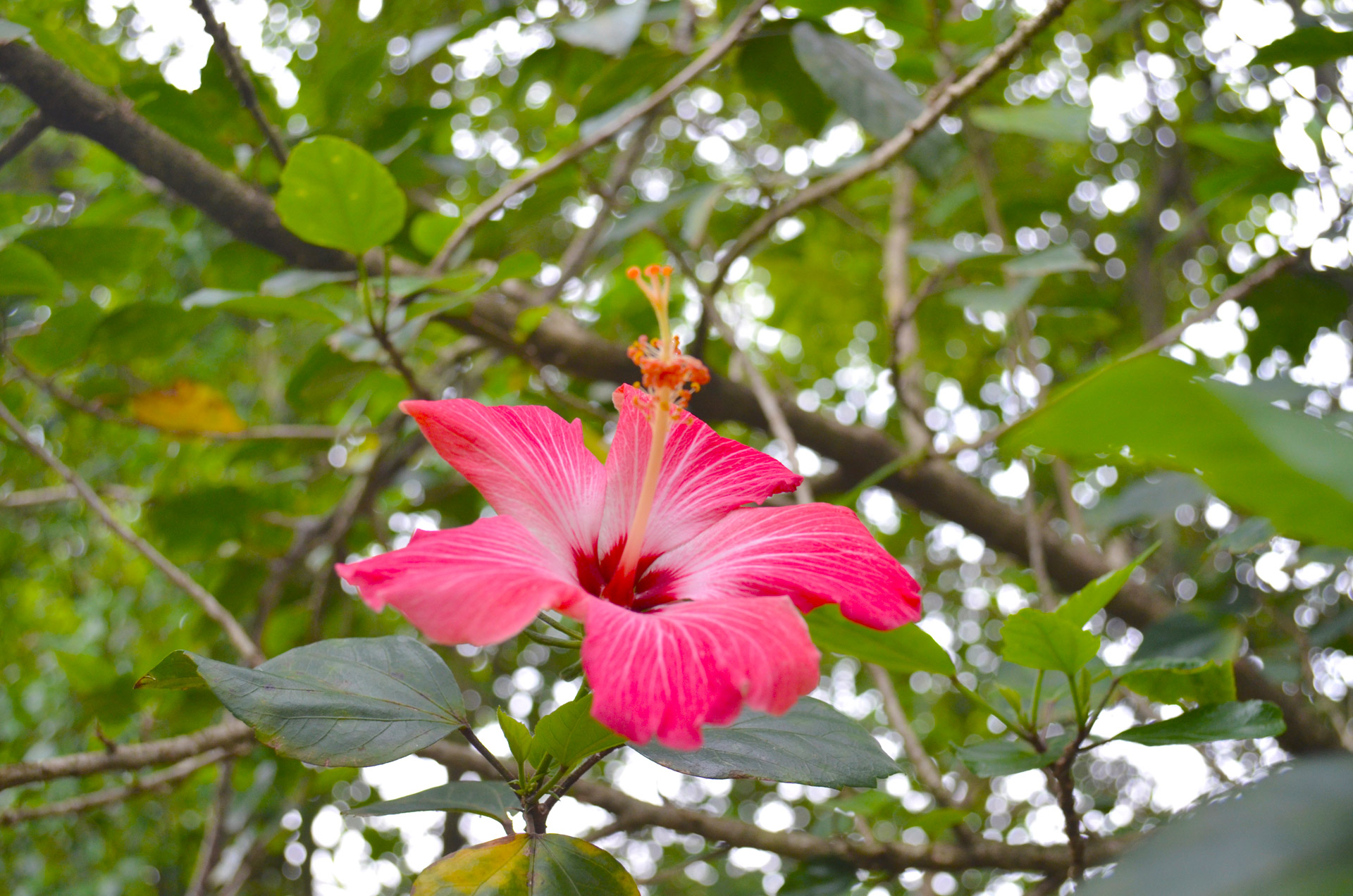 red flower red flower free photo