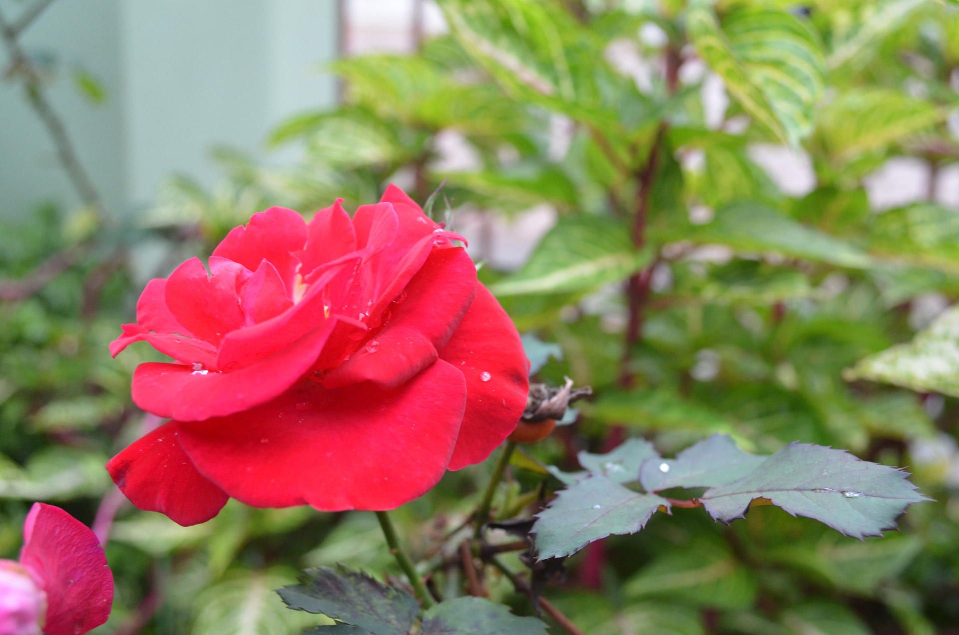 red flower red flower free photo