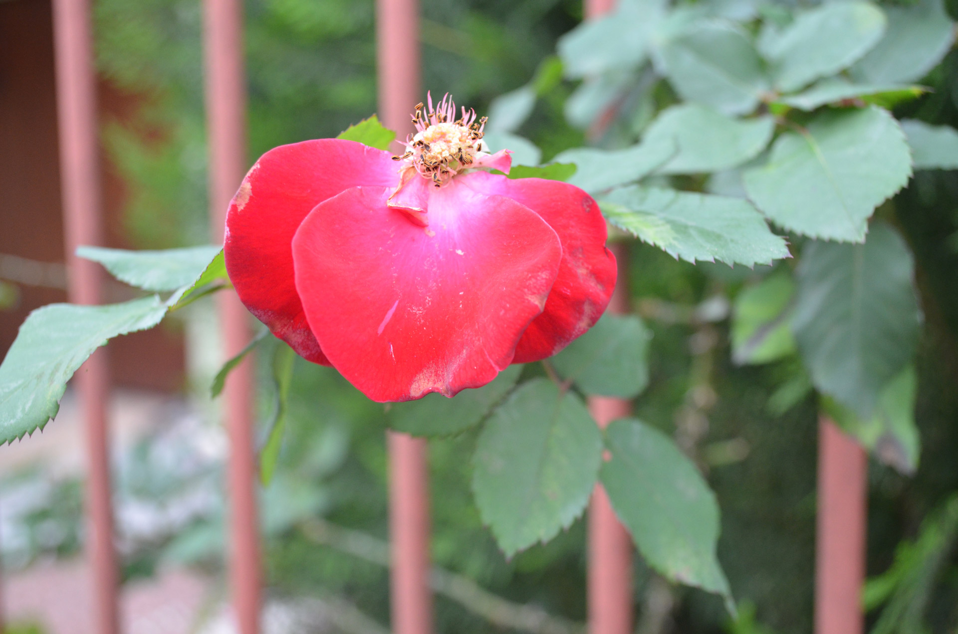 red flower red flower free photo