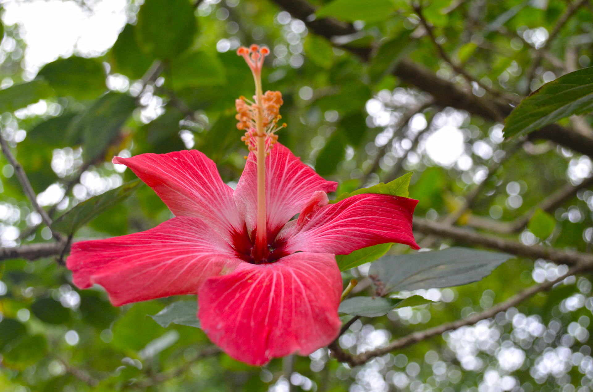 red flower red flower free photo