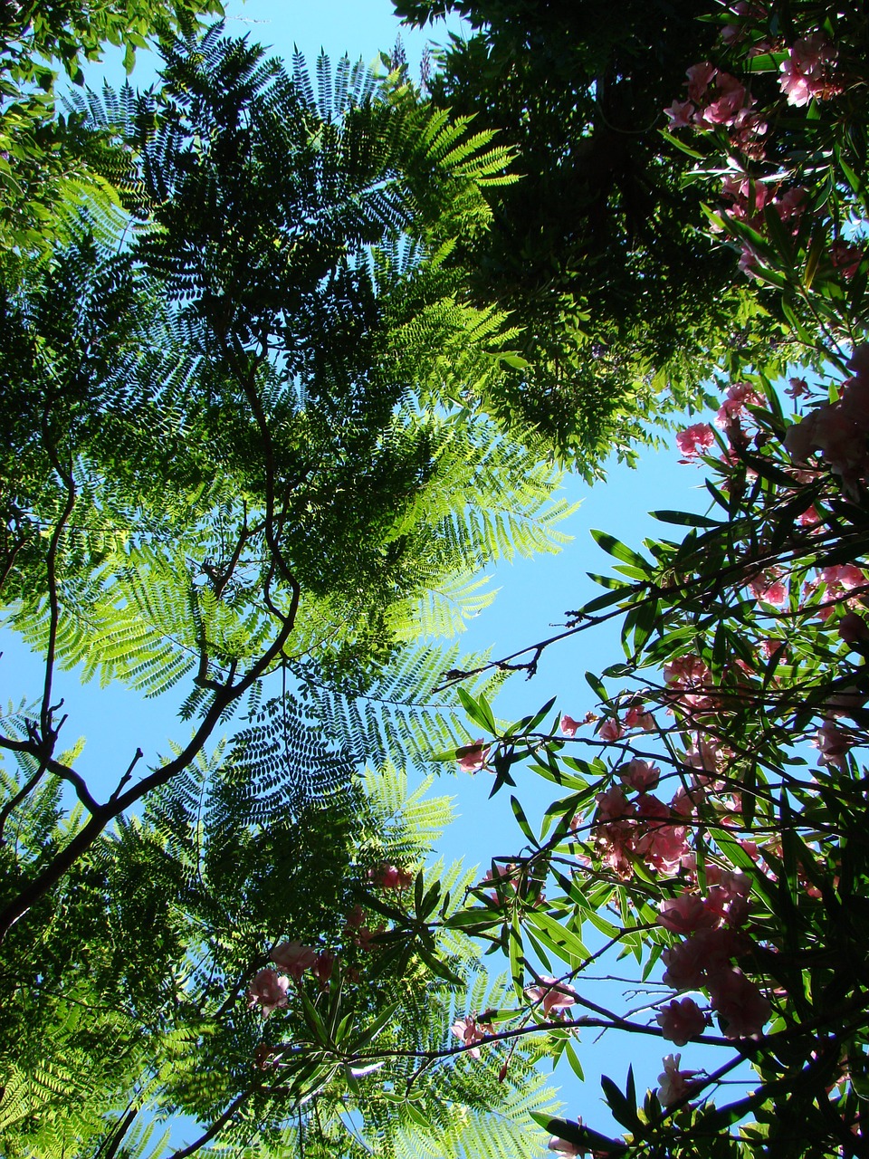 flora morocco trees free photo