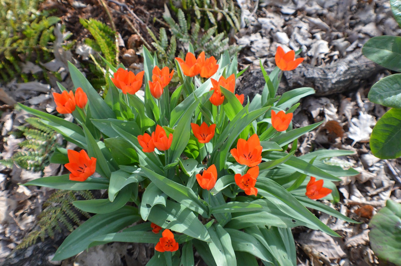 flora flowers orange free photo