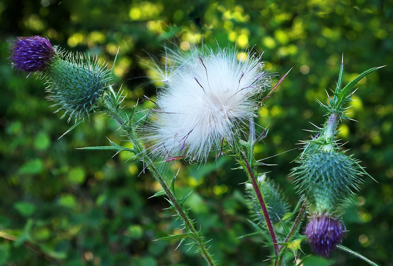 thistle flora green free photo