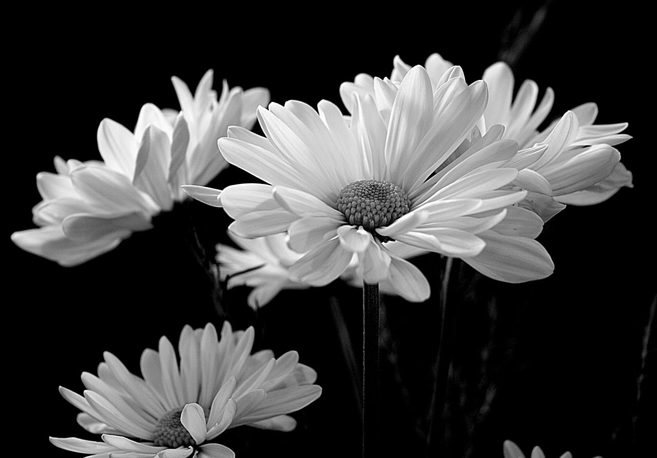 flora daisy daisies free photo