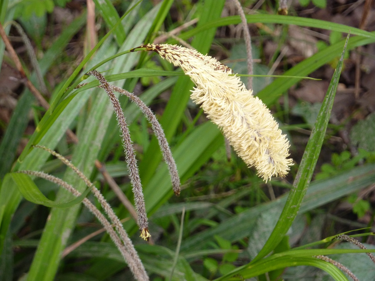 flora grass seed free photo