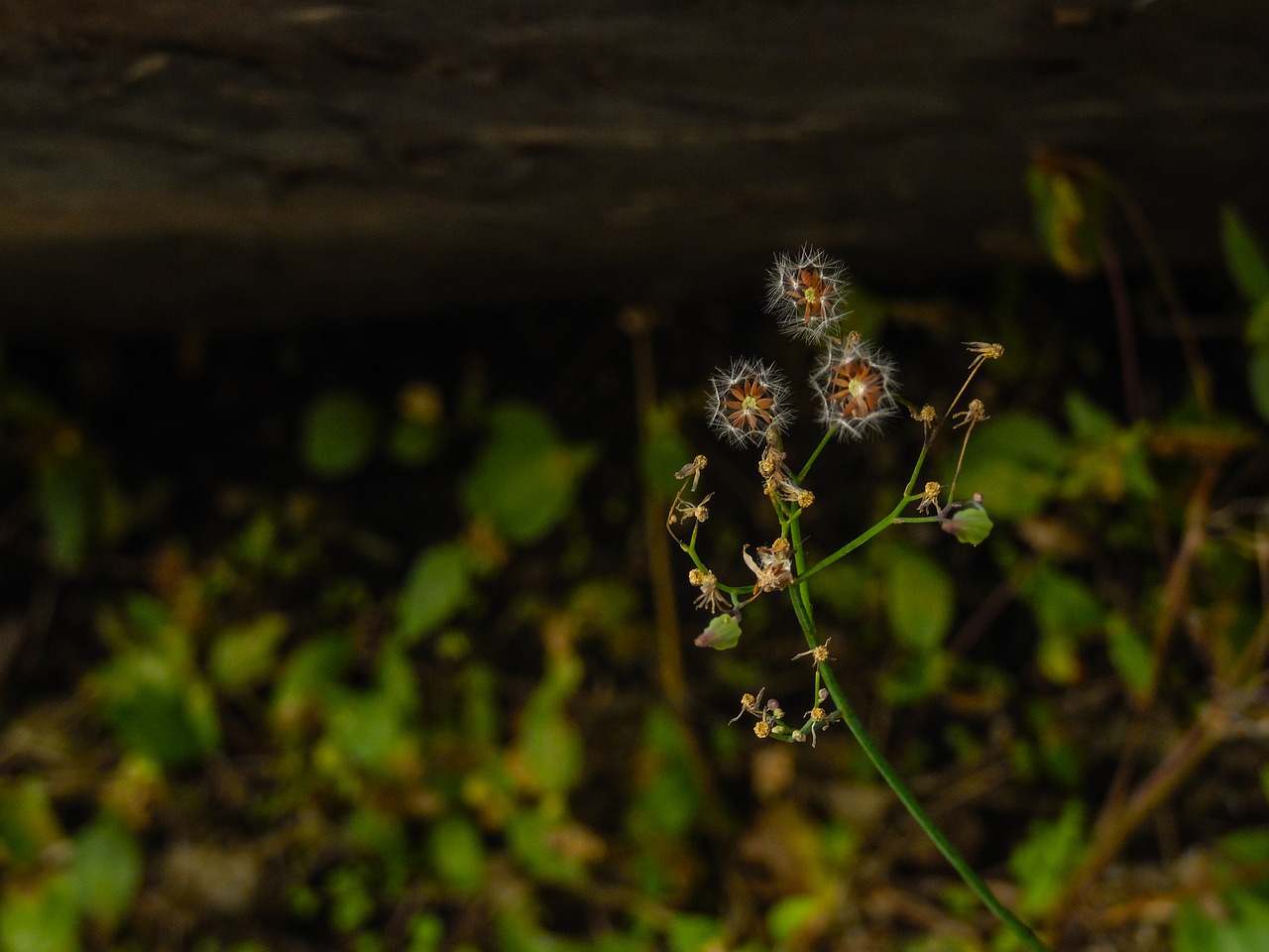 flora natura beauty free photo