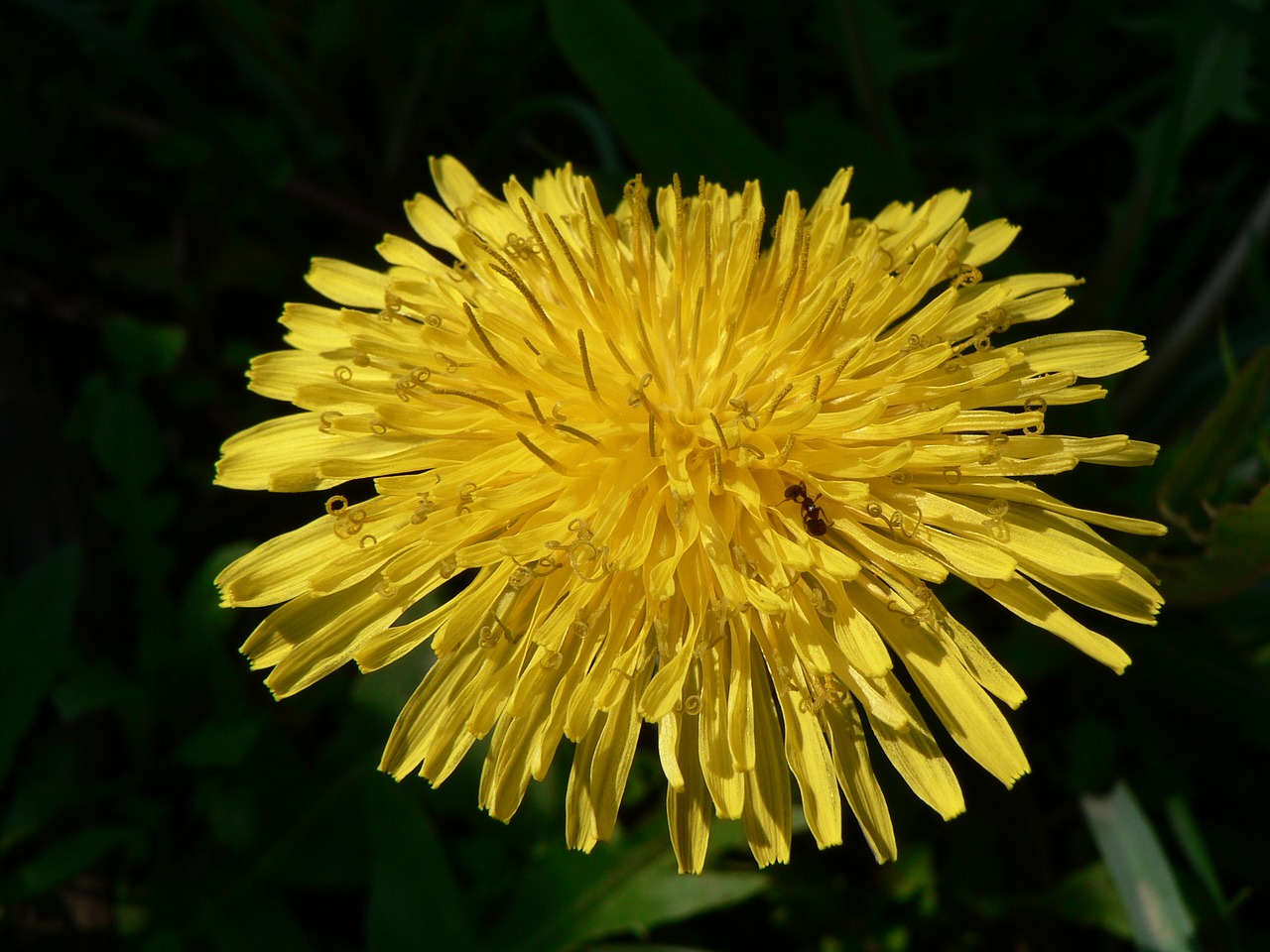 dandelion yellow flora free photo