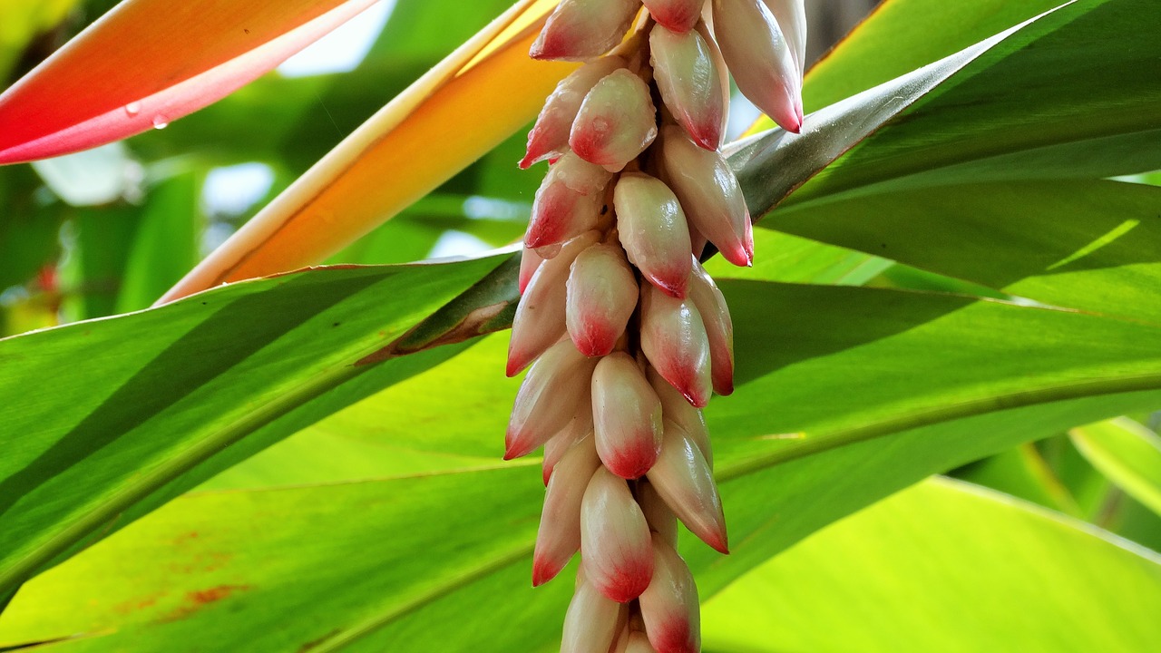 flora fruits plants free photo