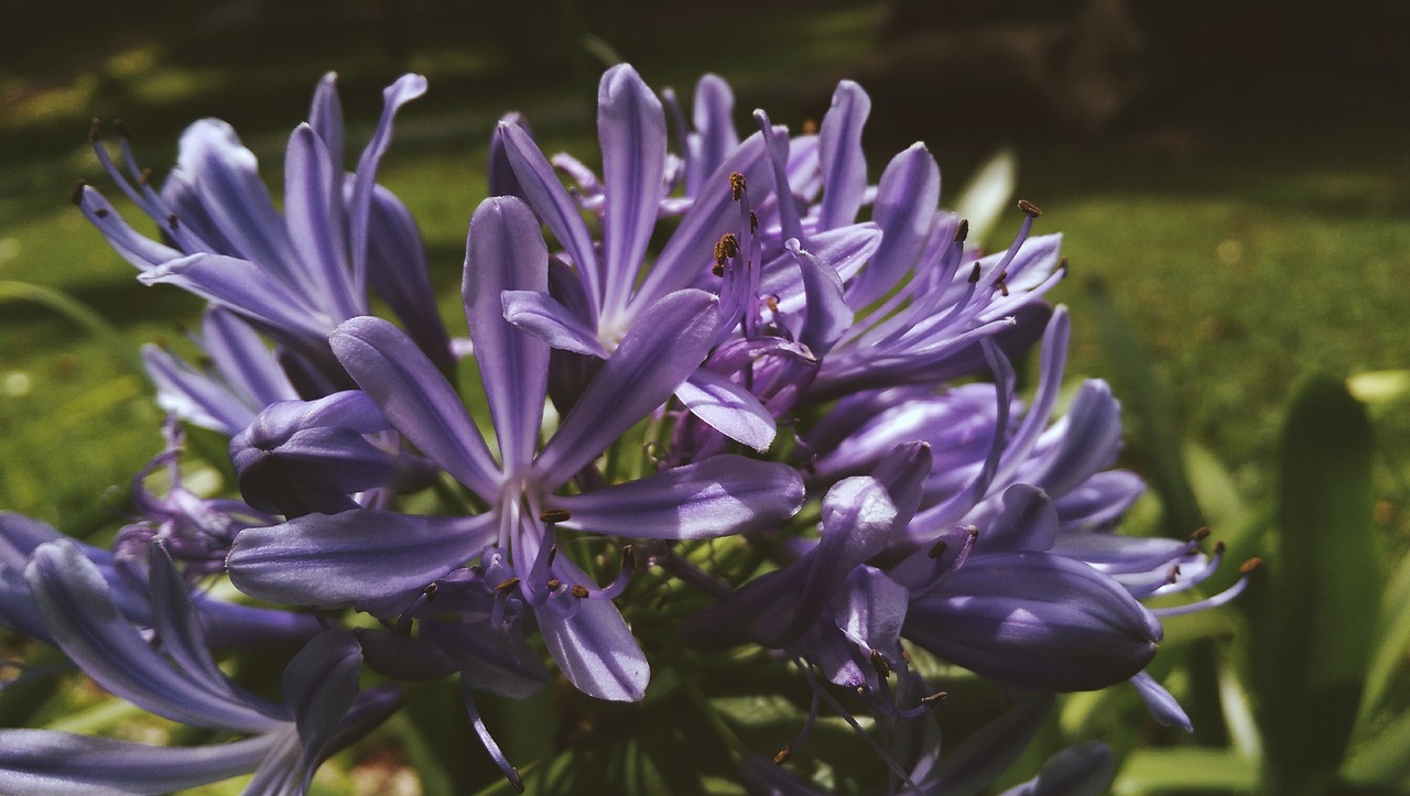 flora flowers lavender free photo