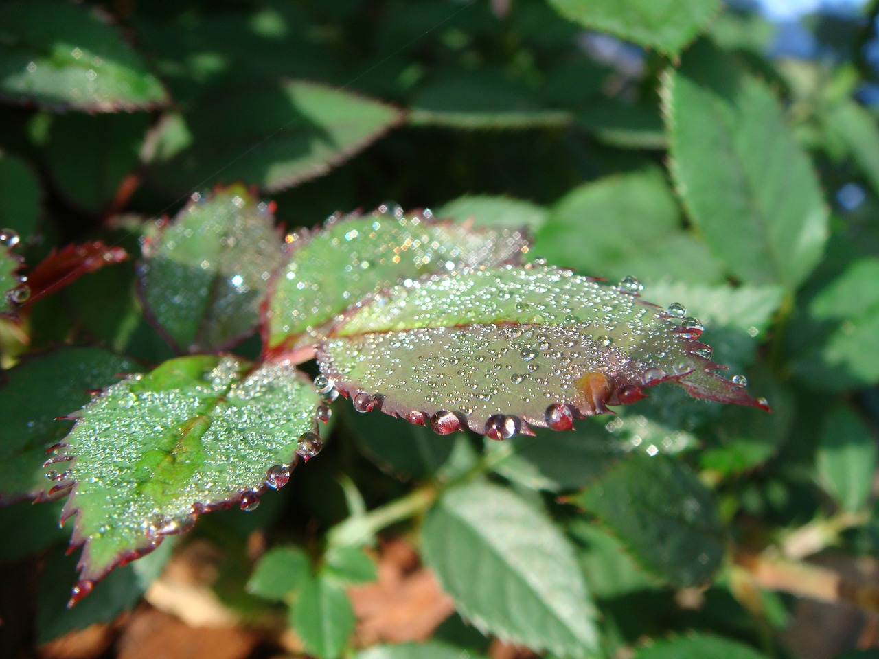 flora nature dew free photo