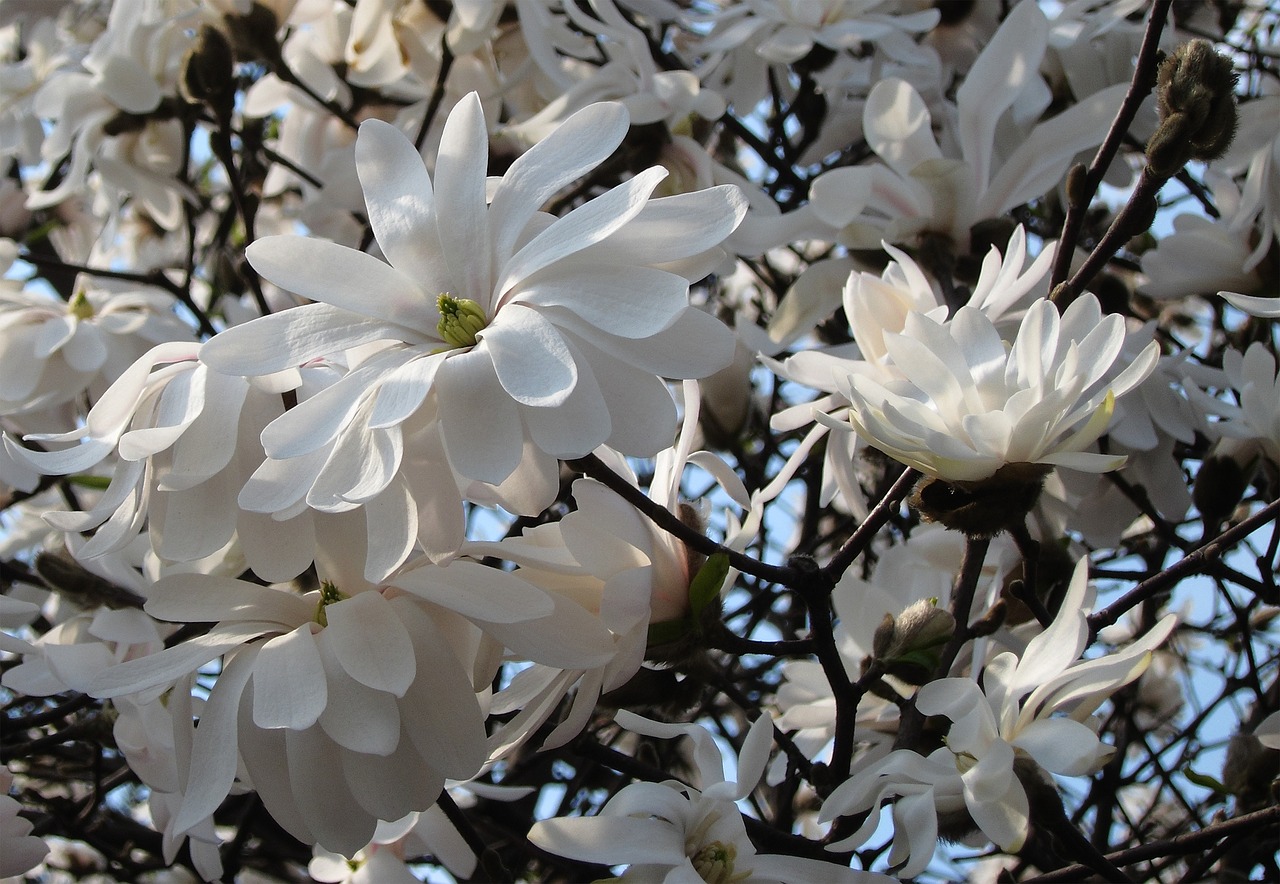 flora magnolia magnolia tree free photo