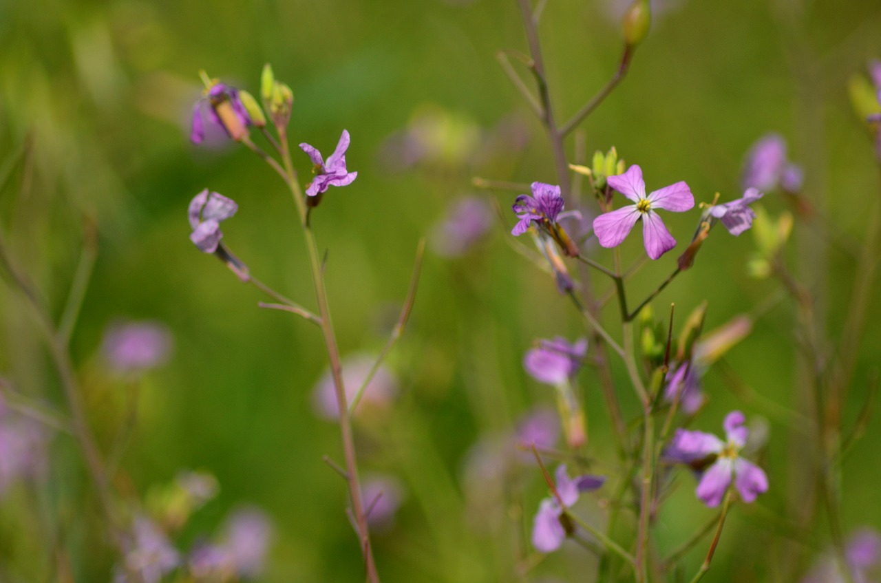 flora flowers native free photo