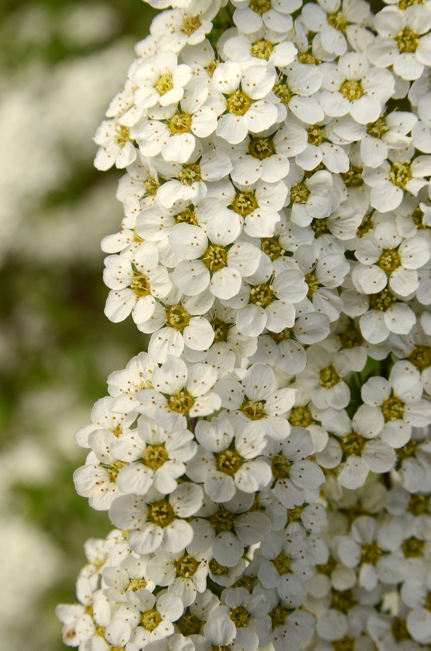 flora bush flower free photo