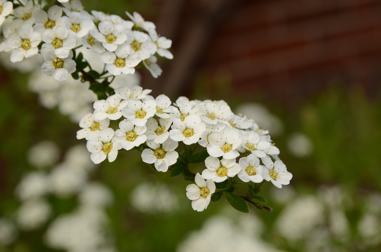 flora bush flower free photo