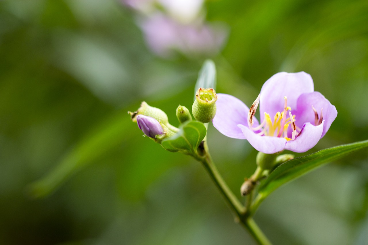 flora macro blooming free photo