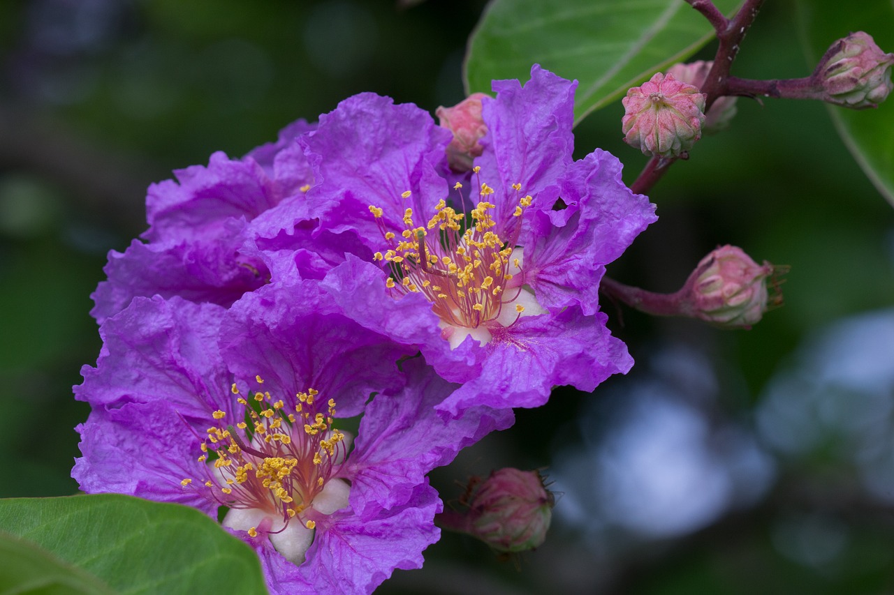 flora purple nature free photo