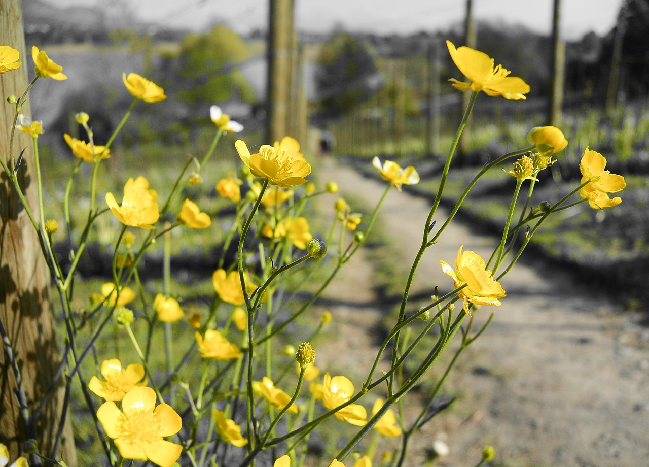 flora flower meadow free photo