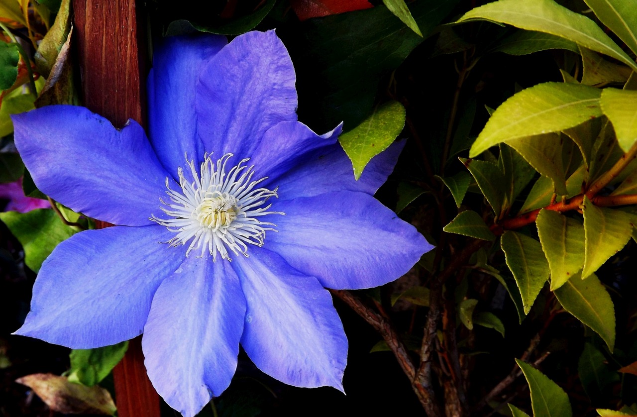 Клематис синий. Клематис Блю океан. Clematis (клематис) Blue Ocean. Клематис голубое облако. Клематис Ozawa Blue.