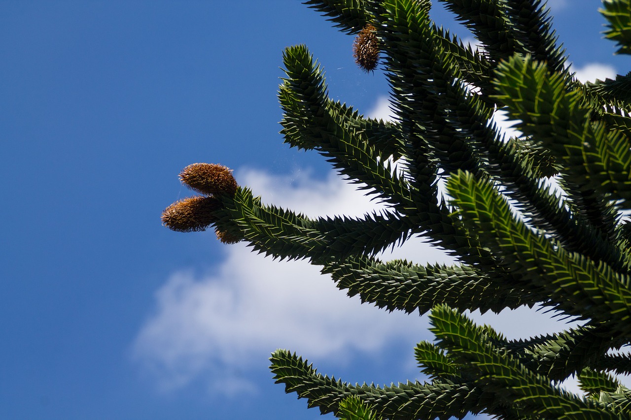 flora flowering tree flowering of araucaria free photo