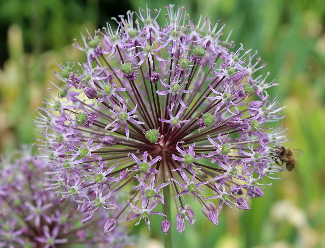 flora plants decorative garlic free photo