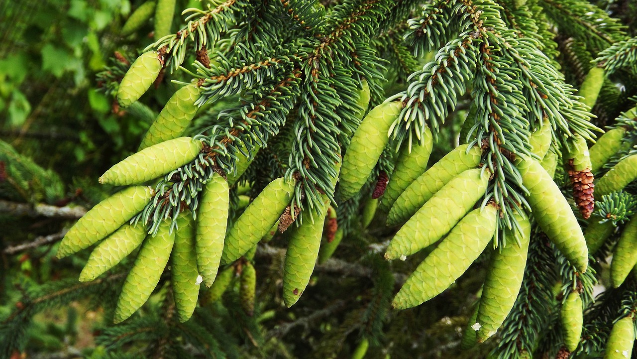 flora needle larch needles free photo