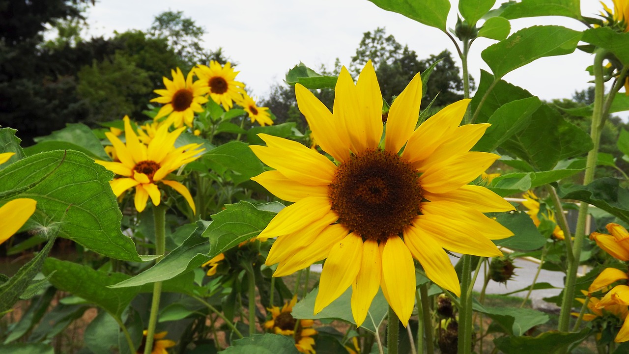 flora plants ornamental sunflower free photo