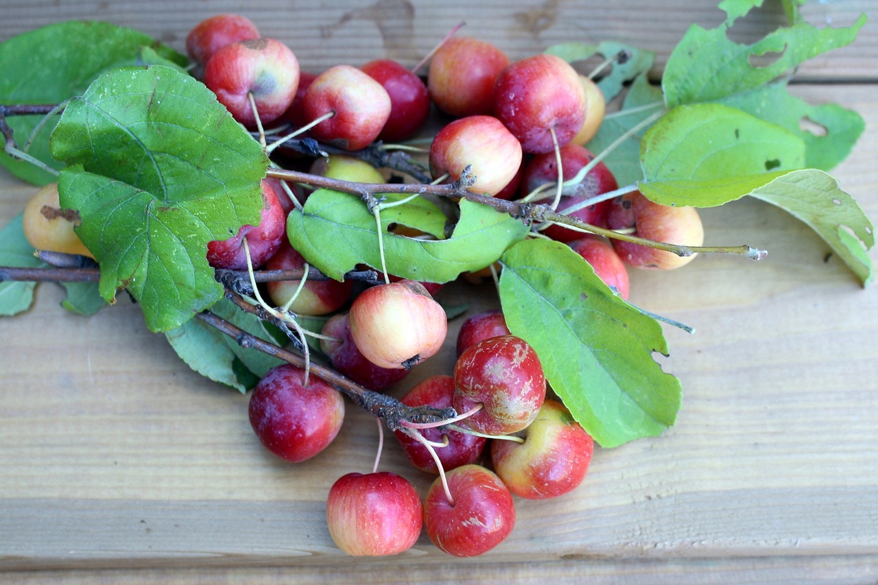 flora fruit apples free photo