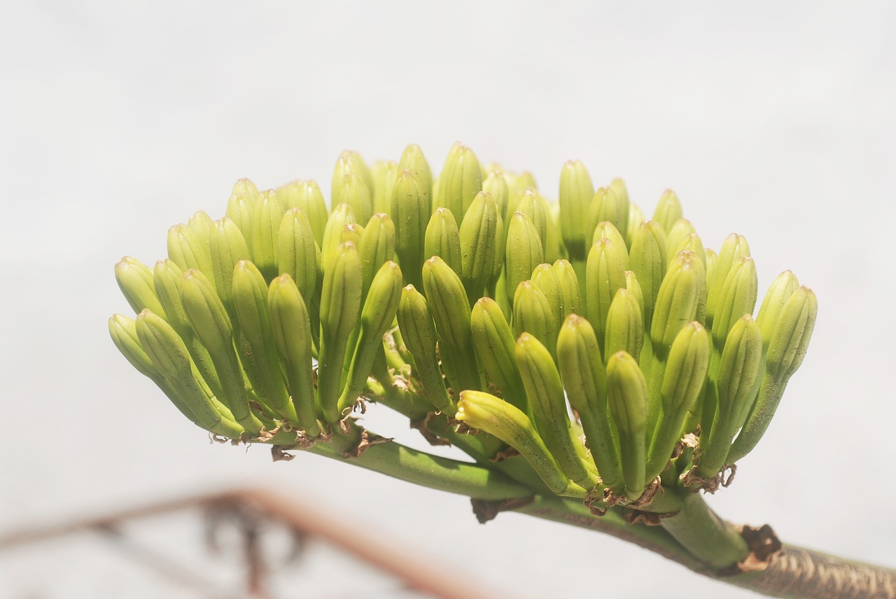 flora plant the iron free photo