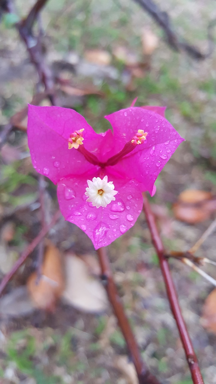 flora pink flower free photo