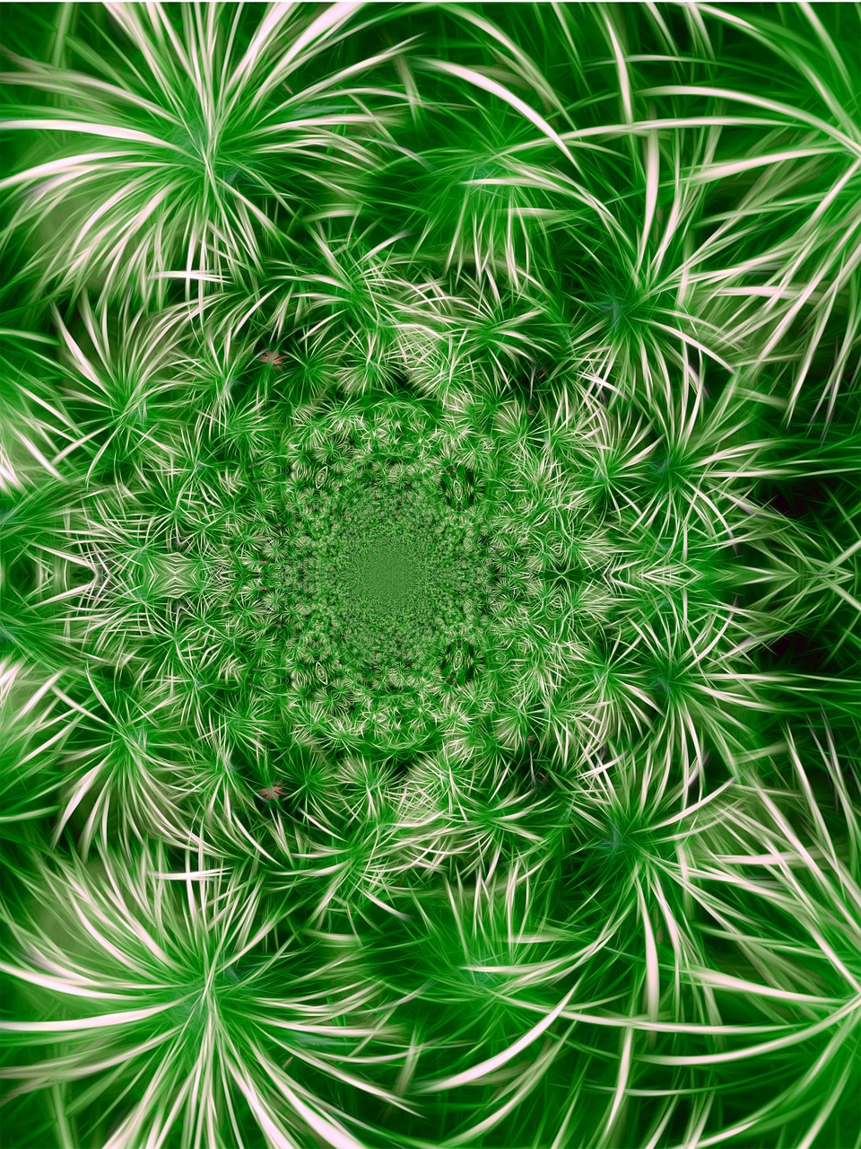 flora entwine fractals free photo