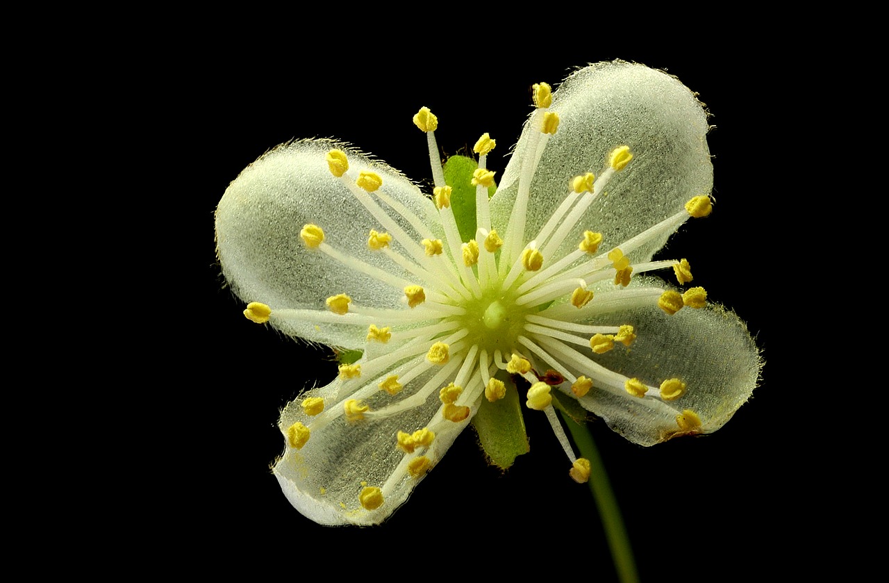 flora macro tiny free photo