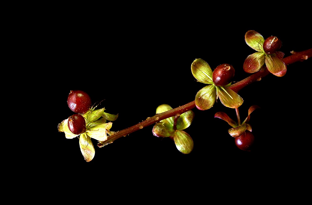 flora macro tiny free photo