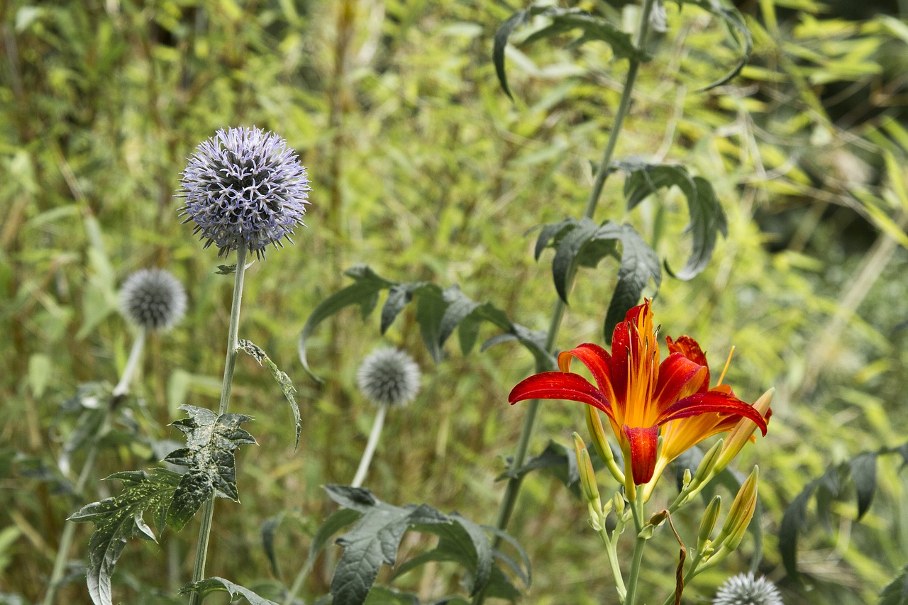 flora flower bloom free photo