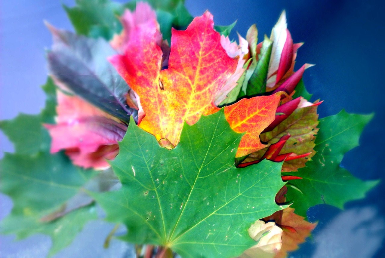 flora foliage autumn free photo