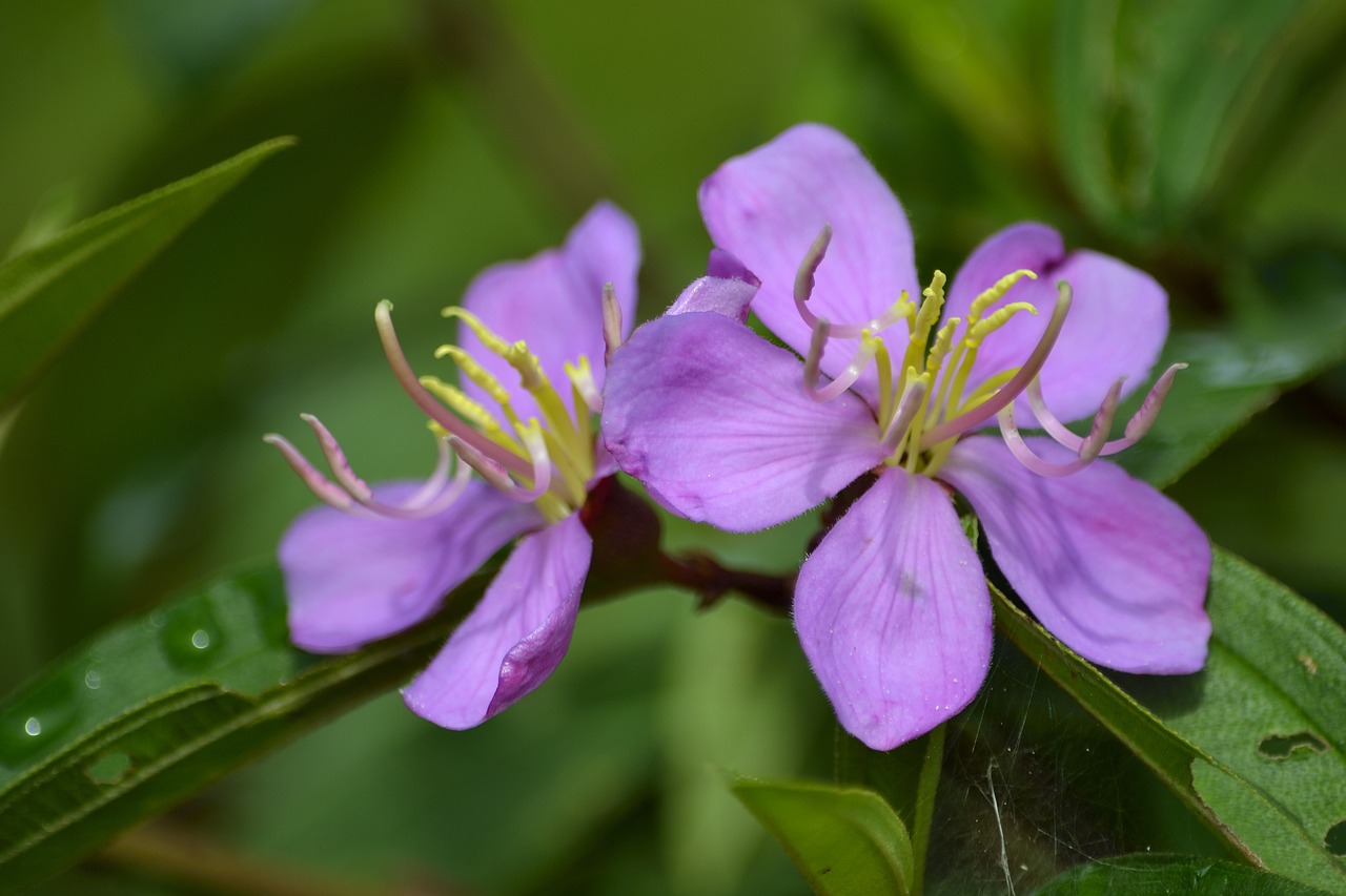 flora flower wild flower free photo