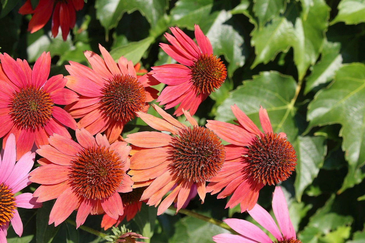 flora flowers echinacea free photo