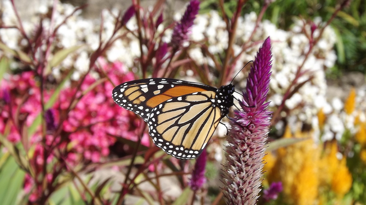 flora flowers monarch butterfly free photo