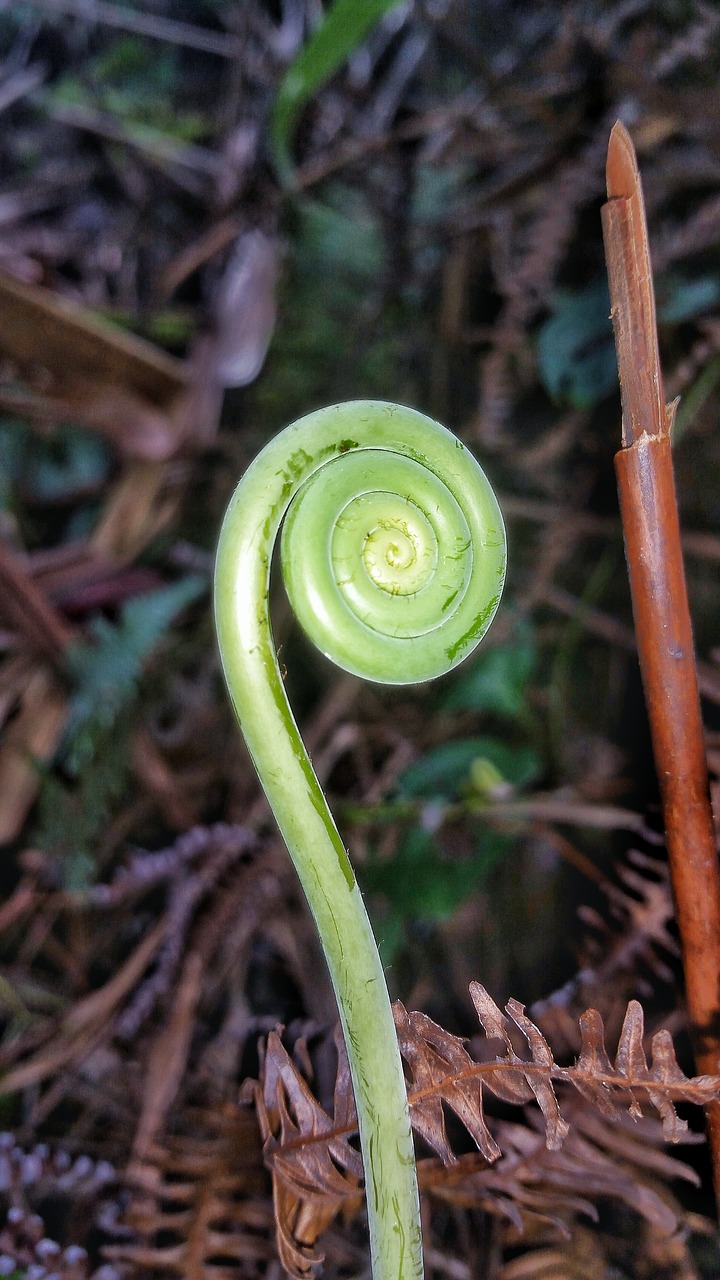 flora nature leaf free photo