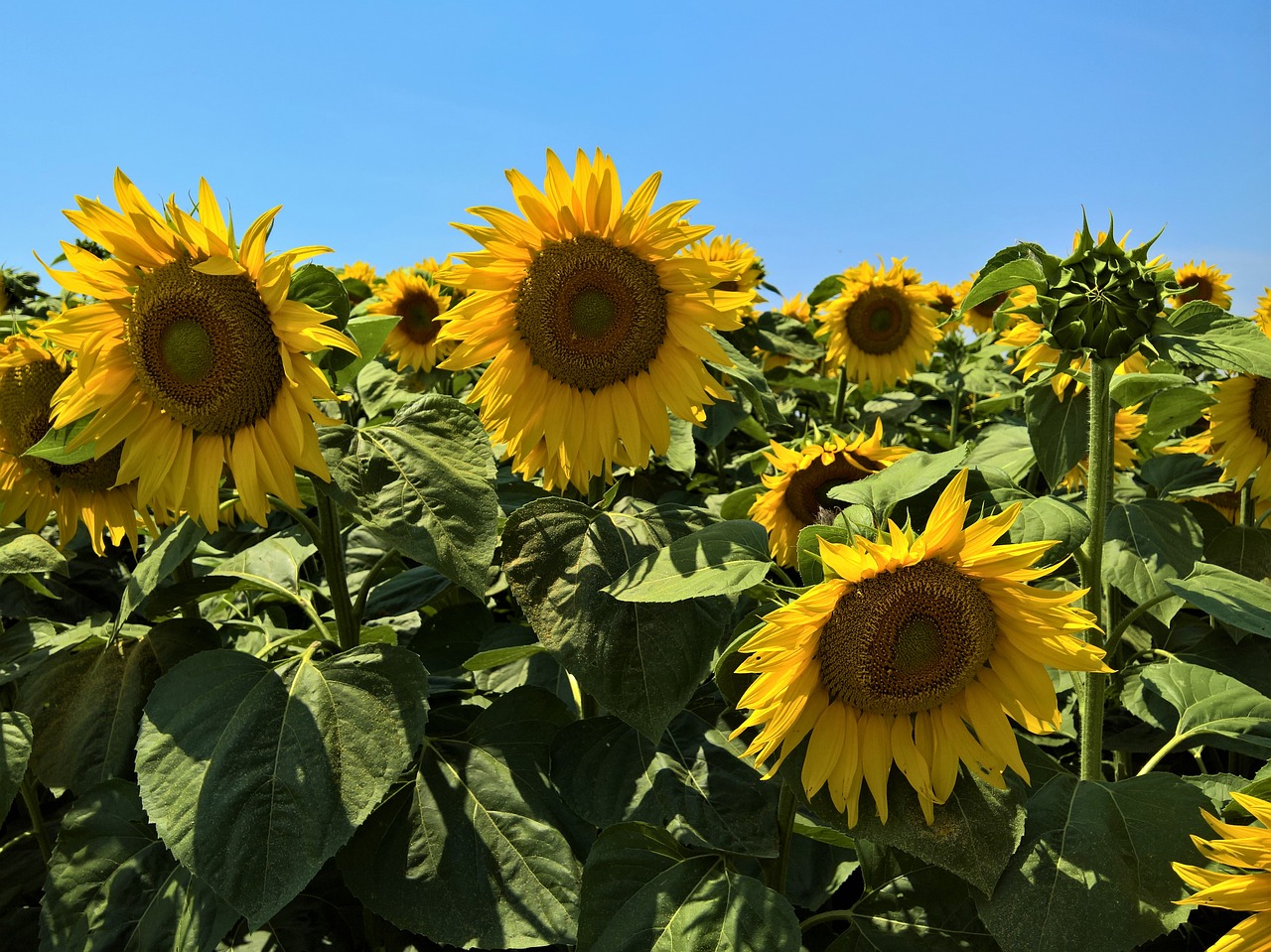 flora sunflower nature free photo