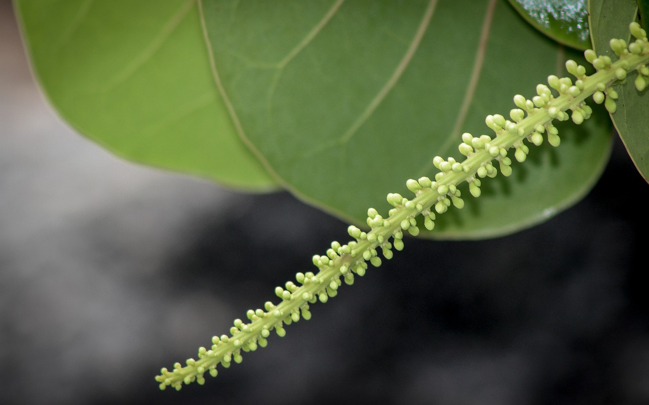 flora leaf nature free photo