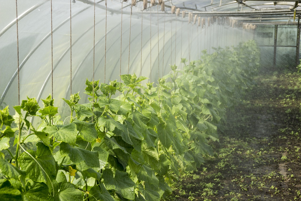 flora agriculture greenhouse free photo