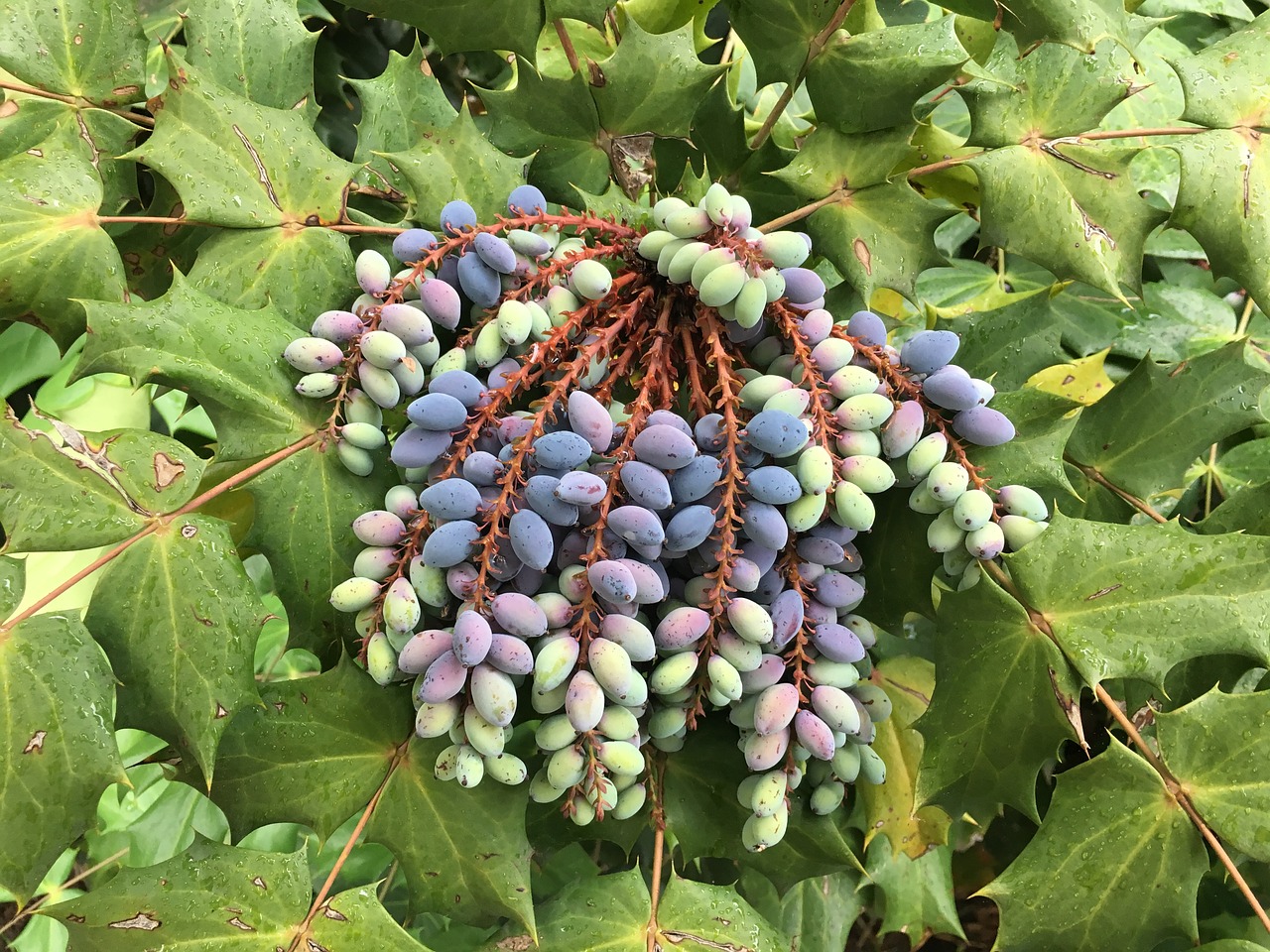 flora leaf fruit free photo