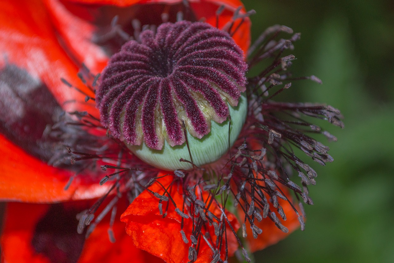 flora flower nature free photo