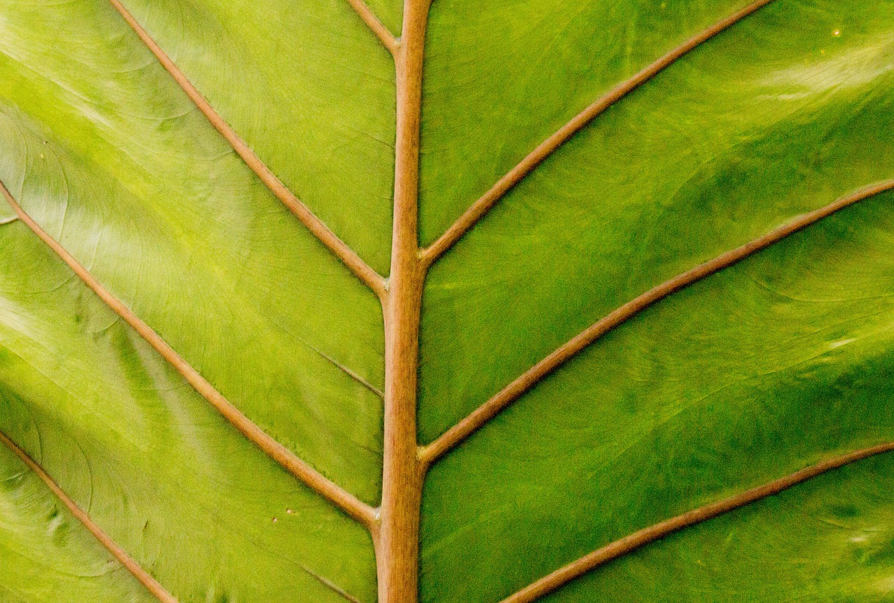 flora leaf growth free photo