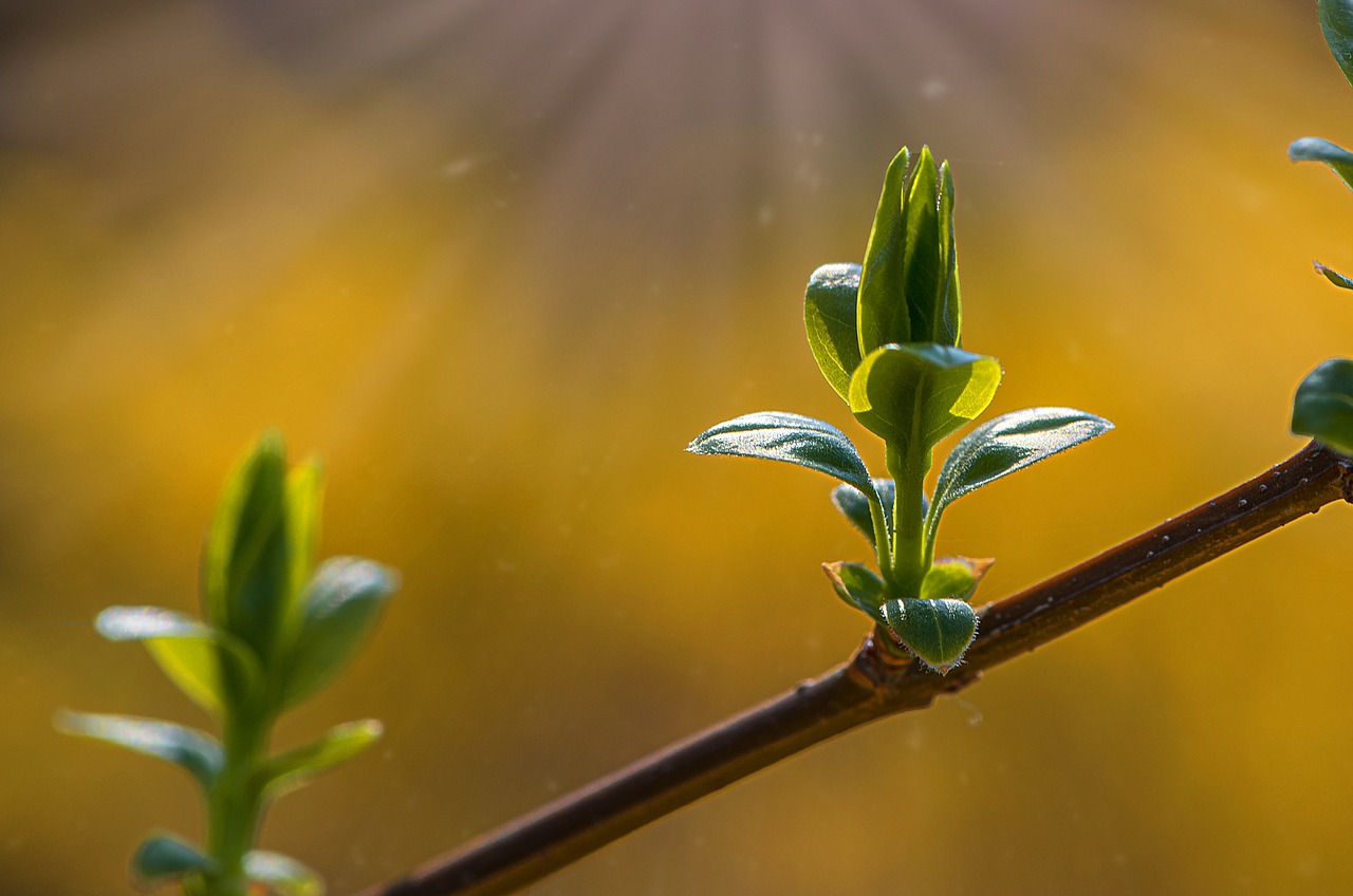 flora leaf nature free photo