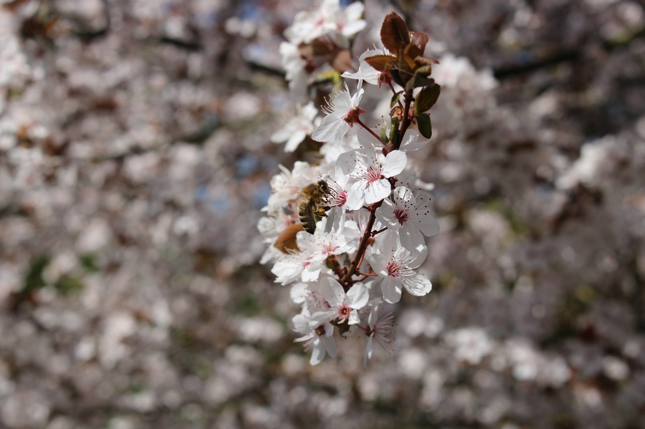 flora tree season free photo