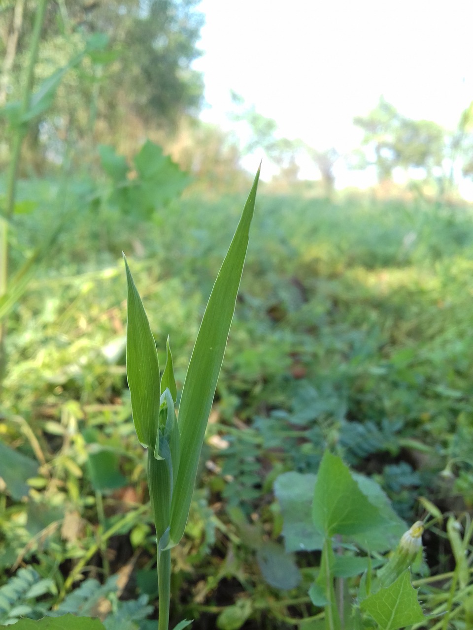 flora leaf nature free photo