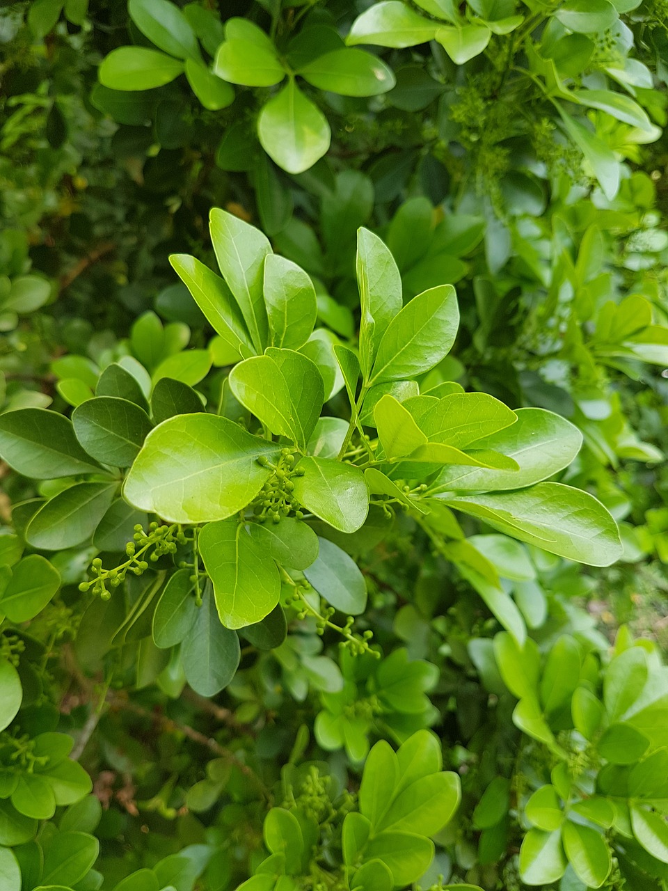 flora leaf nature free photo